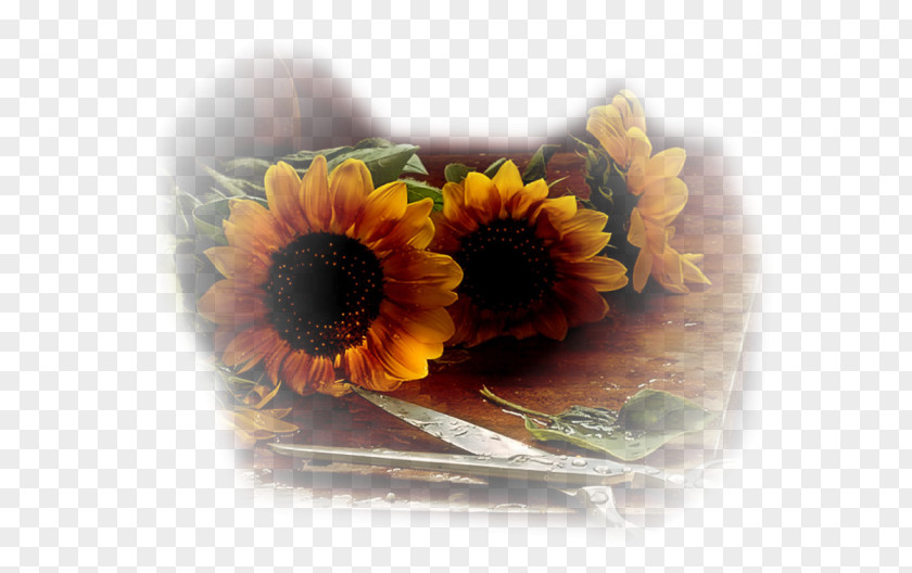 Table Common Sunflower Cloth Napkins Desktop Wallpaper Vase PNG