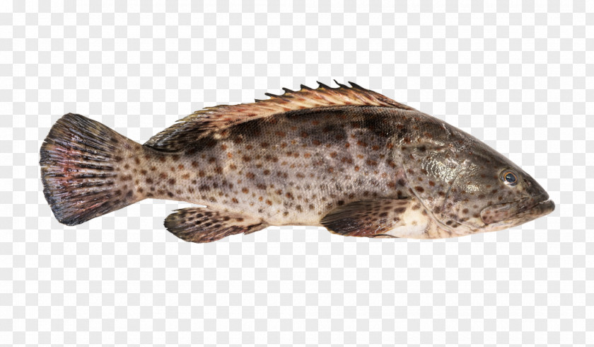 Core Orange-spotted Grouper Hamour Giant Fish PNG