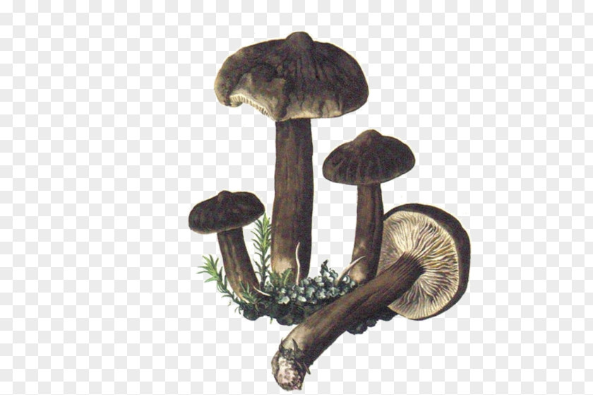 Mushroom Shiitake Fungus Boletus Edulis Map PNG