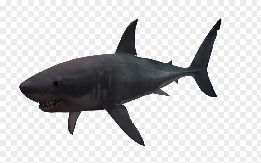 Benthic Fauna 3D Great White Shark Computer Graphics PNG