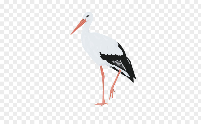 Bullfinch White Stork Water Bird Beak Woodpecker PNG