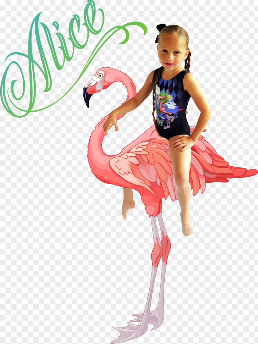 Flamingo Greater Stock Photography PNG