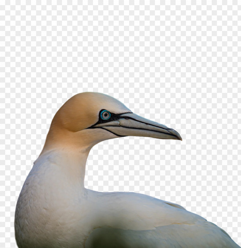 Gannets Beak PNG