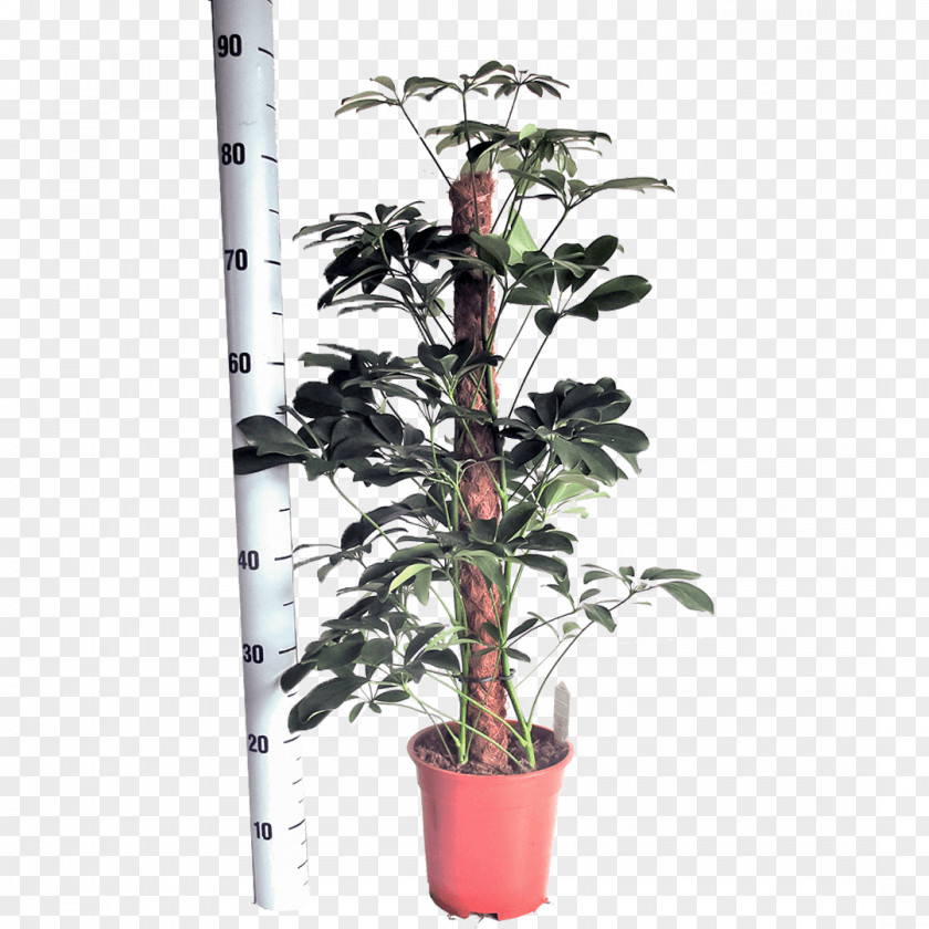 Oranjevliet Kwekerij Dwarf Umbrella Tree Embryophyta Flowerpot Houseplant Nursery PNG