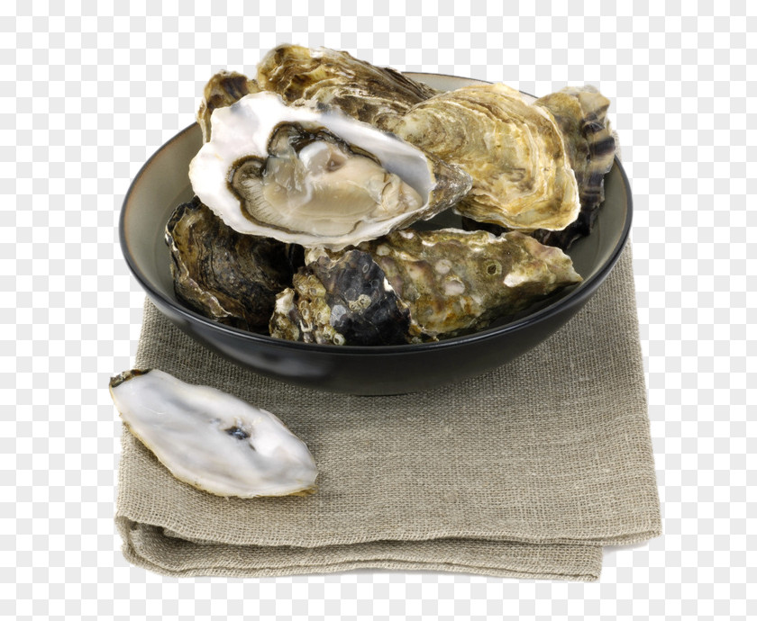 Shell Bowl Oyster Clam Mussel PNG
