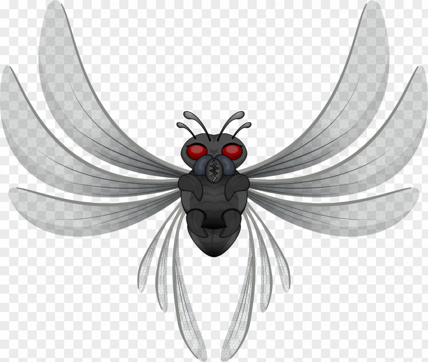 Beetle Insect Wing Animal Clip Art PNG
