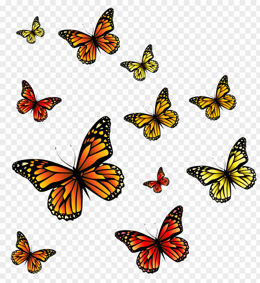 Butterflies Image Monarch Butterfly Clip Art PNG
