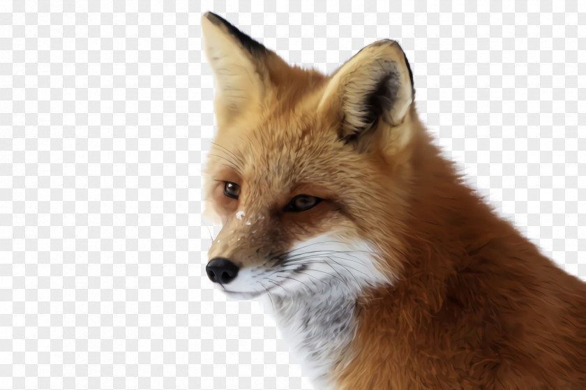 Kit Fox Dhole Red Swift Wildlife PNG