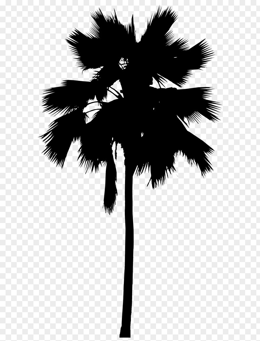 Asian Palmyra Palm Trees Leaf Line Silhouette PNG