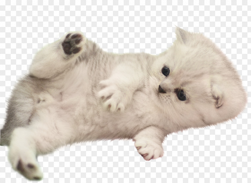 Birman Fawn Dog And Cat PNG