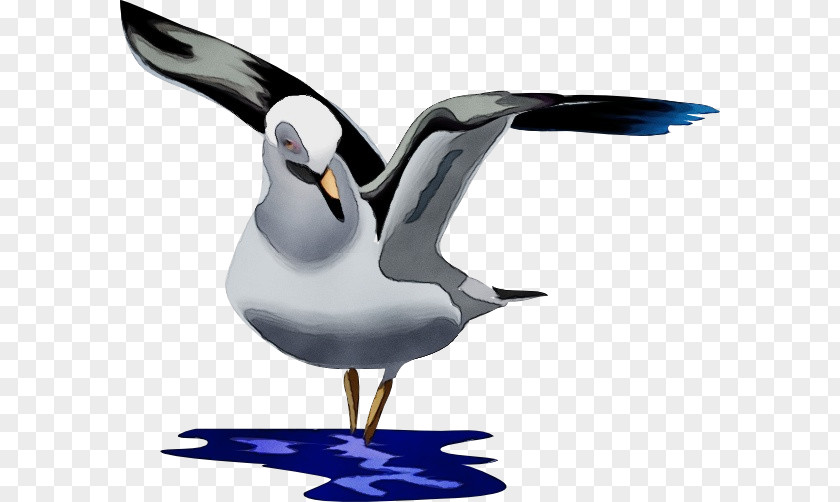European Herring Gull Laughing Bird Beak Seabird Lari PNG