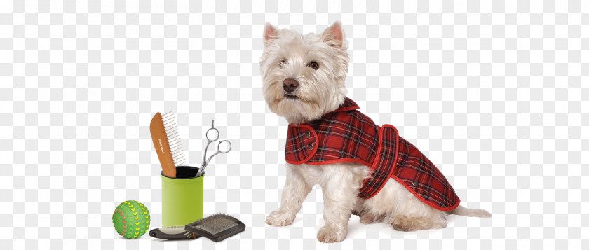 Puppy West Highland White Terrier Scottish Tartan Coat PNG