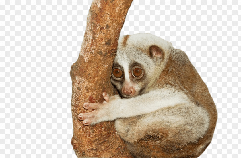 Pygmy Slow Loris Primate Javan Slender Threatened Species PNG