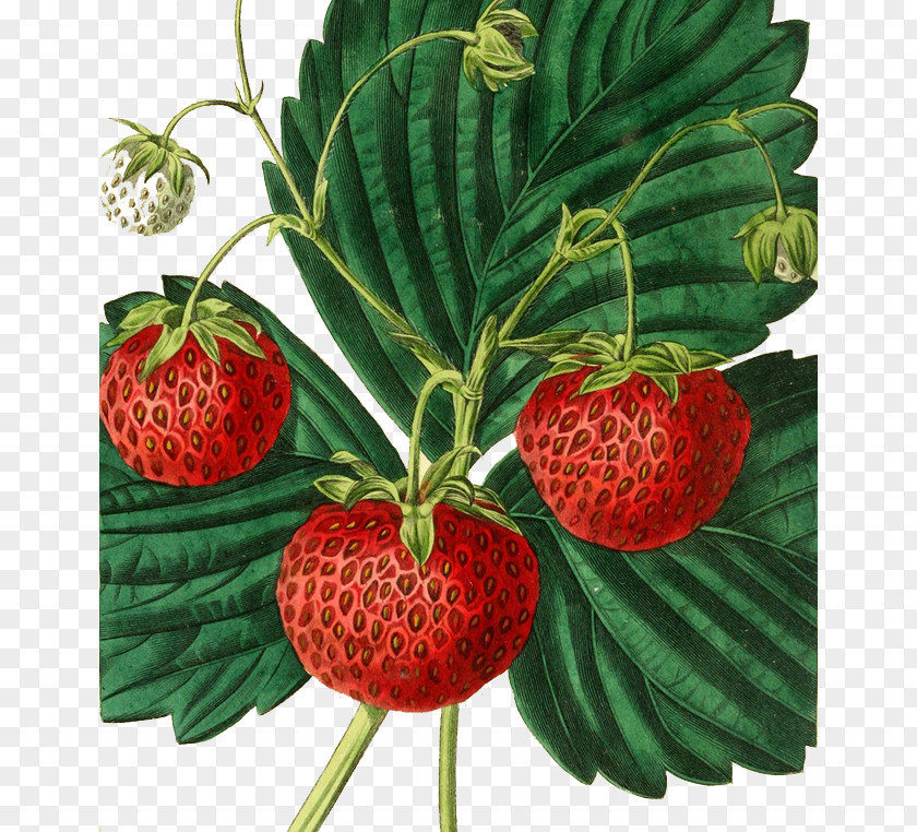 Strawberry Illustration Painting Fruit Drawing PNG