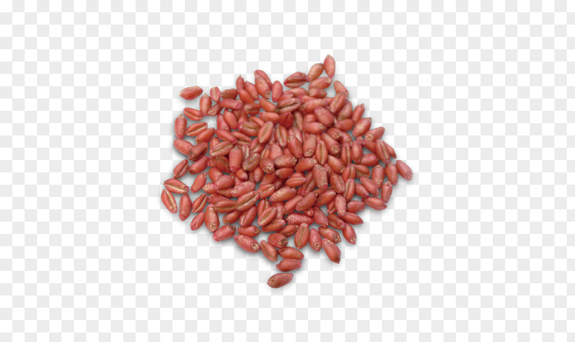 Wheat Fealds Common Durum Seed Winter Soybean PNG