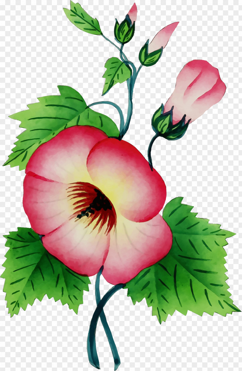 Floral Design PNG