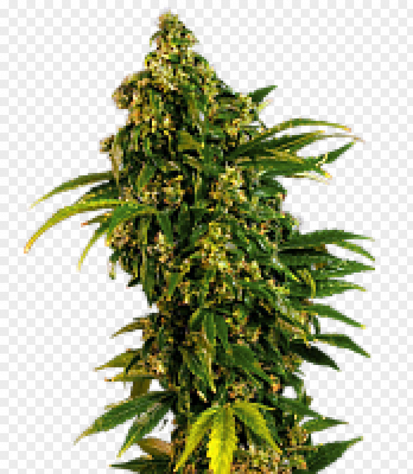 Seeds Feminized Cannabis Seed Marijuana Plant PNG