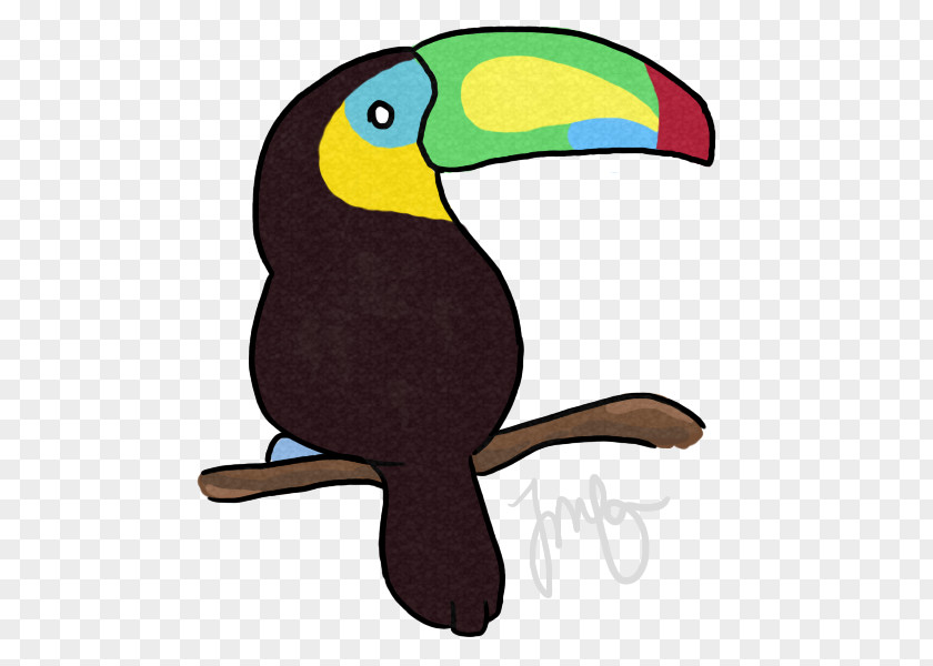 Toucan Parrot Bird Beak Piciformes PNG