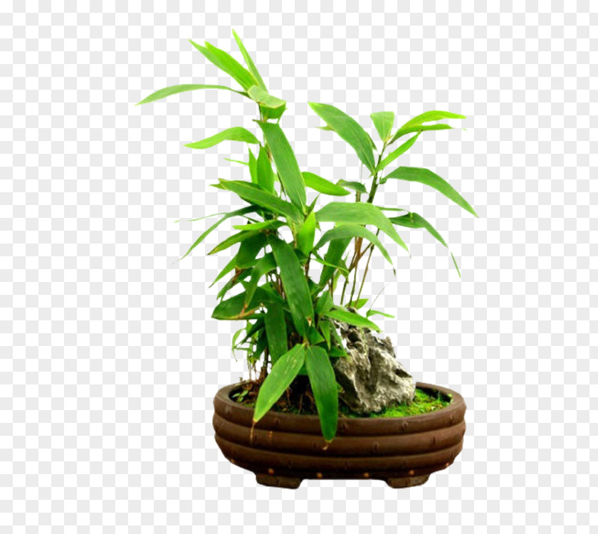 Tree Rhapis Excelsa Tropical Woody Bamboos Penjing Flowerpot PNG