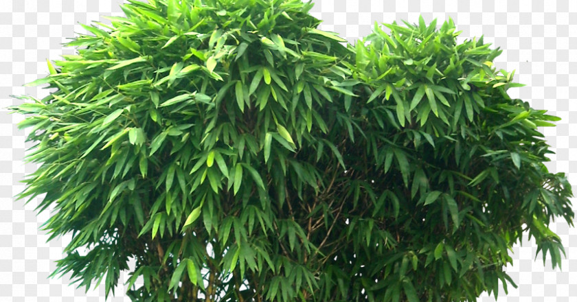 Tree Tropical Woody Bamboos Rendering PNG