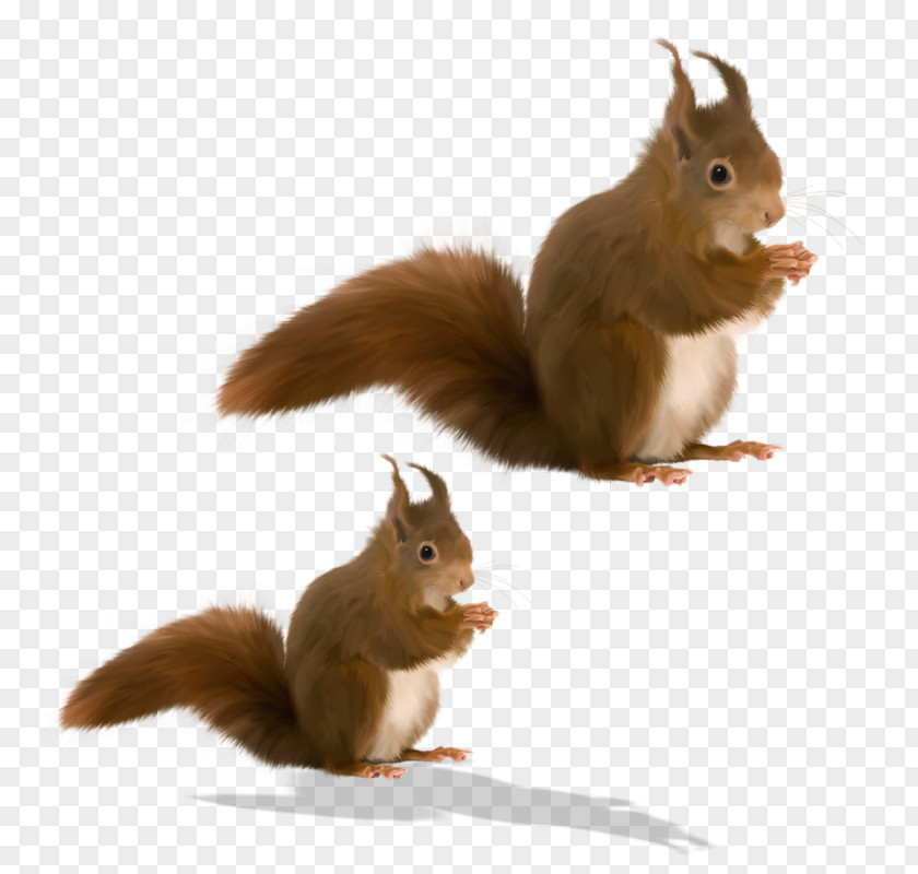 Animation Tree Squirrel Hare Rabbit Clip Art PNG