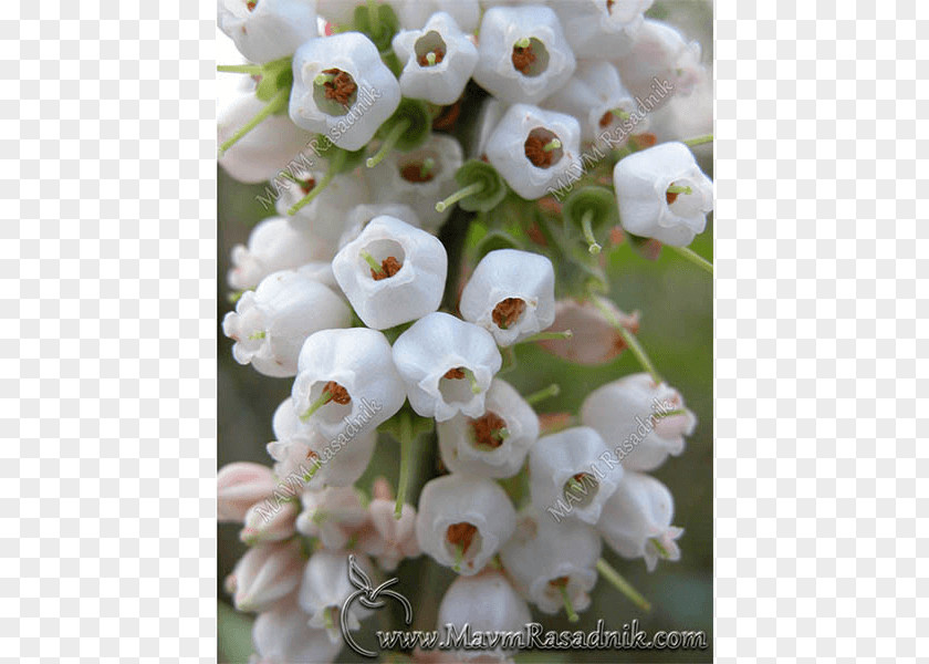 Vaccinium Corymbosum European Blueberry Bilberry Flower Viburnum PNG