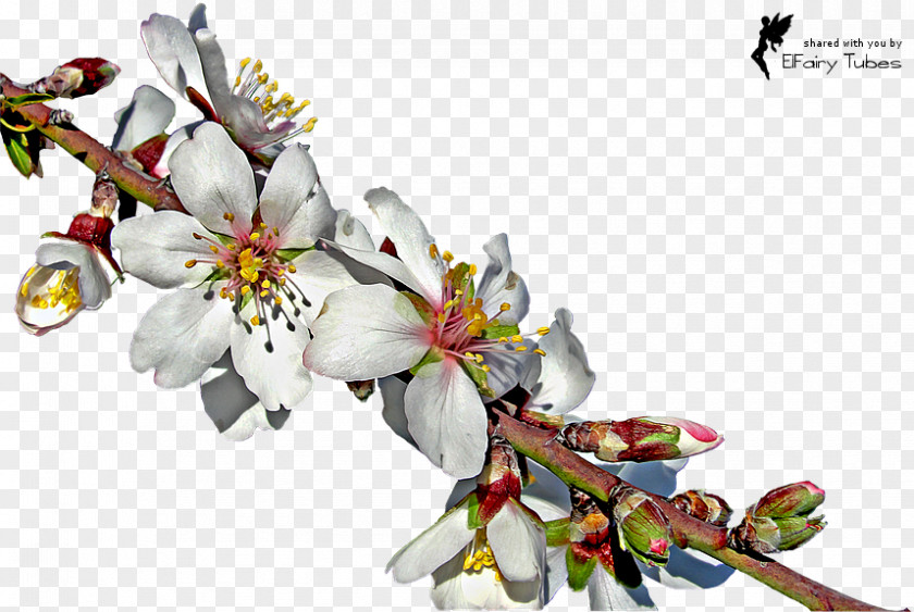 Almond Blossoms Twig Download PNG