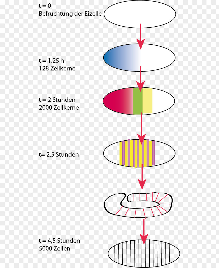 Drosophila Gene Common Fruit Fly Protein Biosynthesis DNA PNG