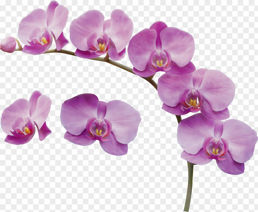Lilac Pink Flower Flowering Plant Moth Orchid Violet Purple PNG