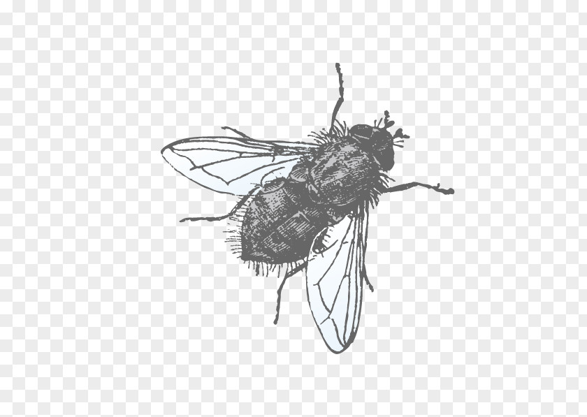 Vector Flies Euclidean Muscidae Illustration PNG