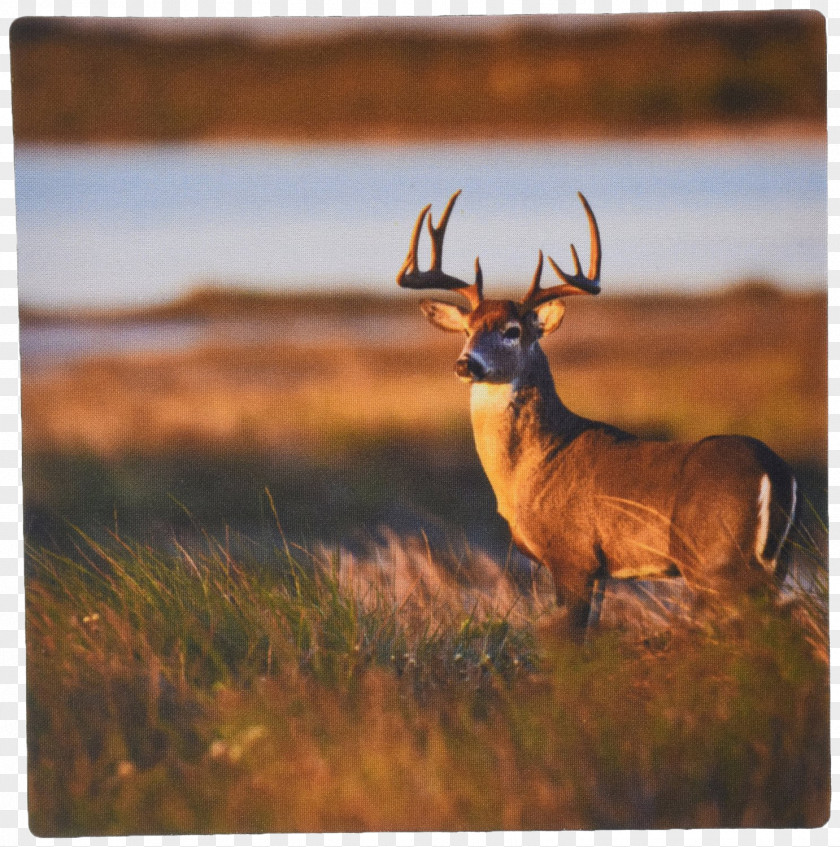 Deer Mouse Pad White-tailed Elk Texas Hunting PNG