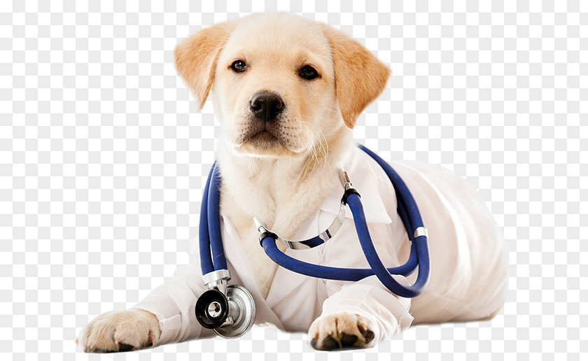 Dog Daycare Puppy Cat Veterinarian PNG