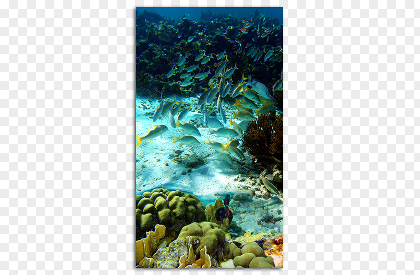 Sea Klein Bonaire Kralendijk Coral Reef Geologie Van National Marine Park PNG