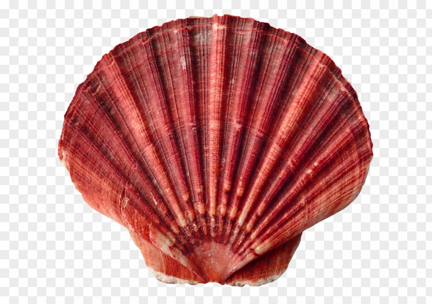 Seashell Clam Oyster Mollusc Shell Shellfish PNG