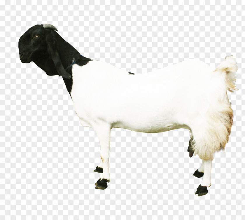 Sheep Jamnapari Goat Cattle Milk Ahuntz PNG