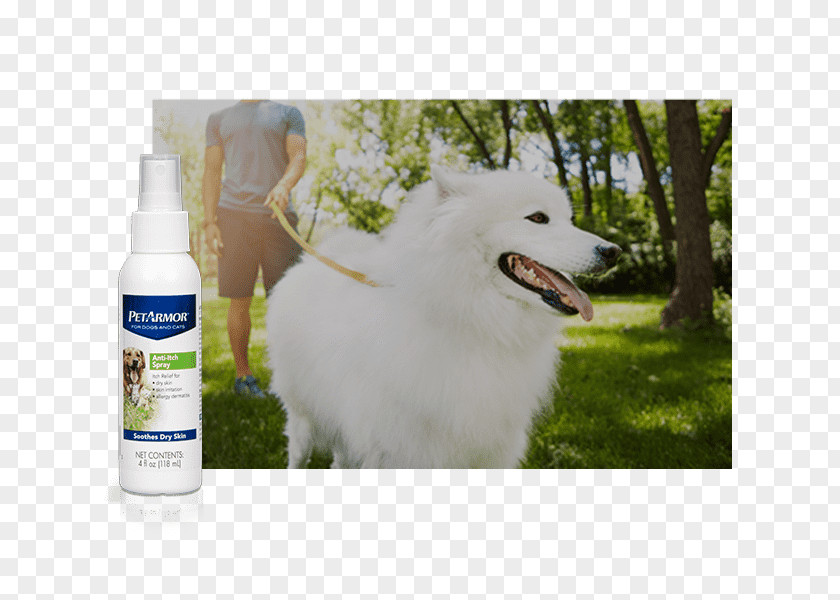 Skin-care Icon Dog Breed American Eskimo Samoyed Coat Pet PNG