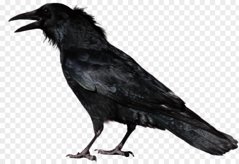 Crow Common Raven Transparency Image PNG