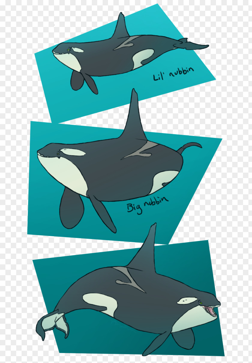 Design Common Bottlenose Dolphin Killer Whale Requiem Sharks PNG