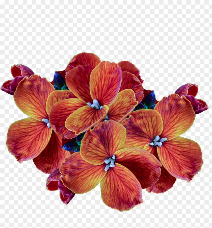 Flower Cut Flowers Petal Clip Art PNG