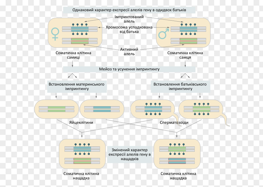 Genomic Imprinting Molecular Maternal Genome PNG