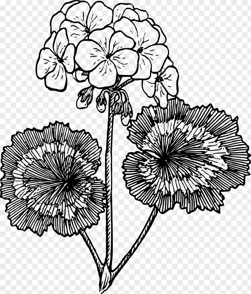 Geranium Drawing Flower Clip Art PNG