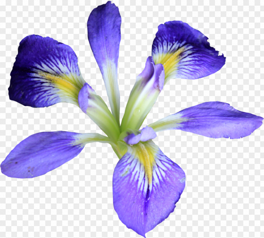Purple Background Iris Versicolor Flower PNG