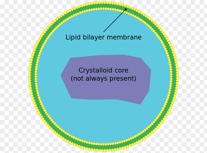 Animal Cell Peroxisome Very Long Chain Fatty Acid Organelle Biological Membrane PNG