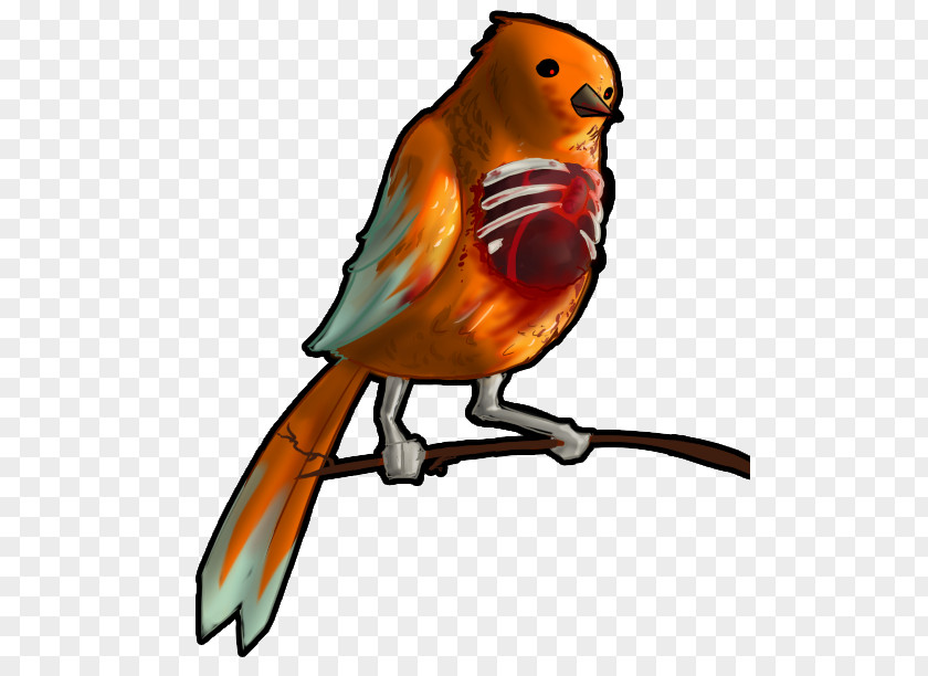 Bird Macaw European Robin Zombie Drawing PNG