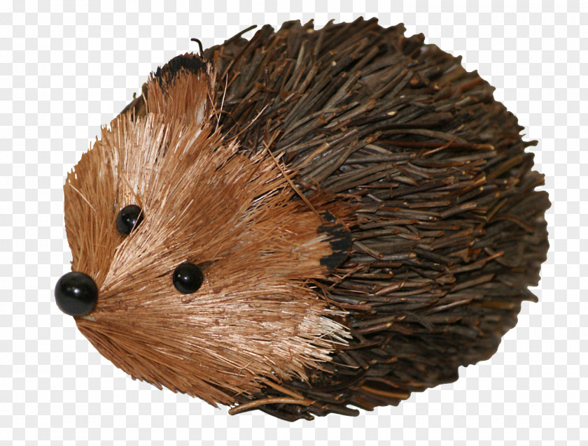 Hand Drawn Hedgehog Domesticated Porcupine Echidna PNG