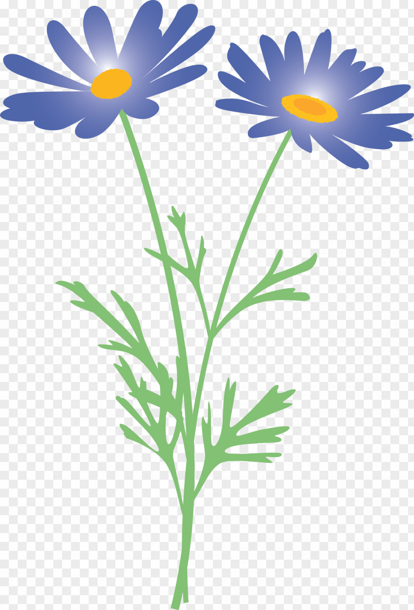 Marguerite Flower Spring PNG