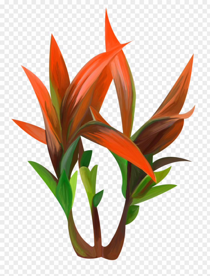 Plants Agave Plant Red PNG