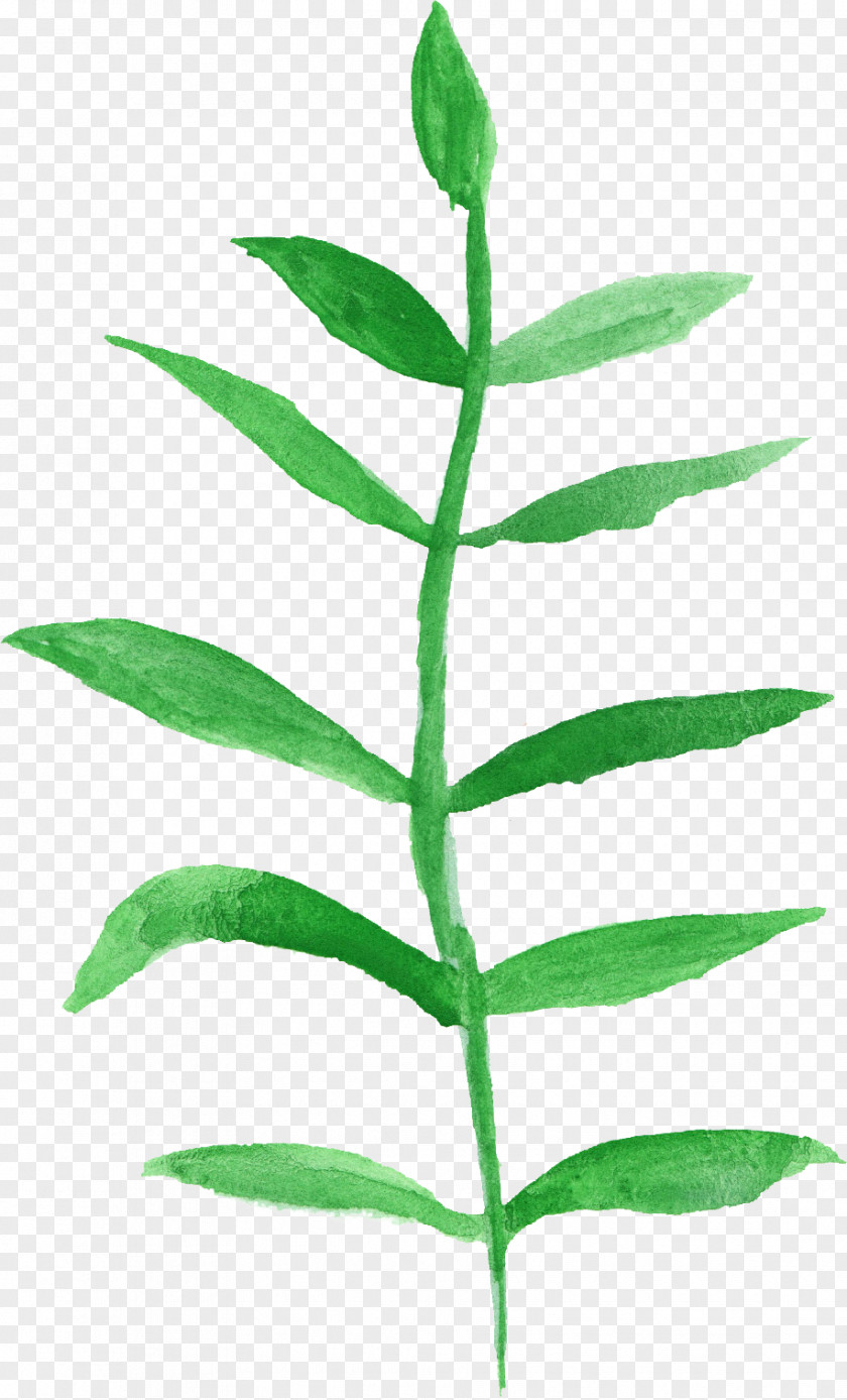 Watercolor Leaves Leaf Painting Plant Stem PNG