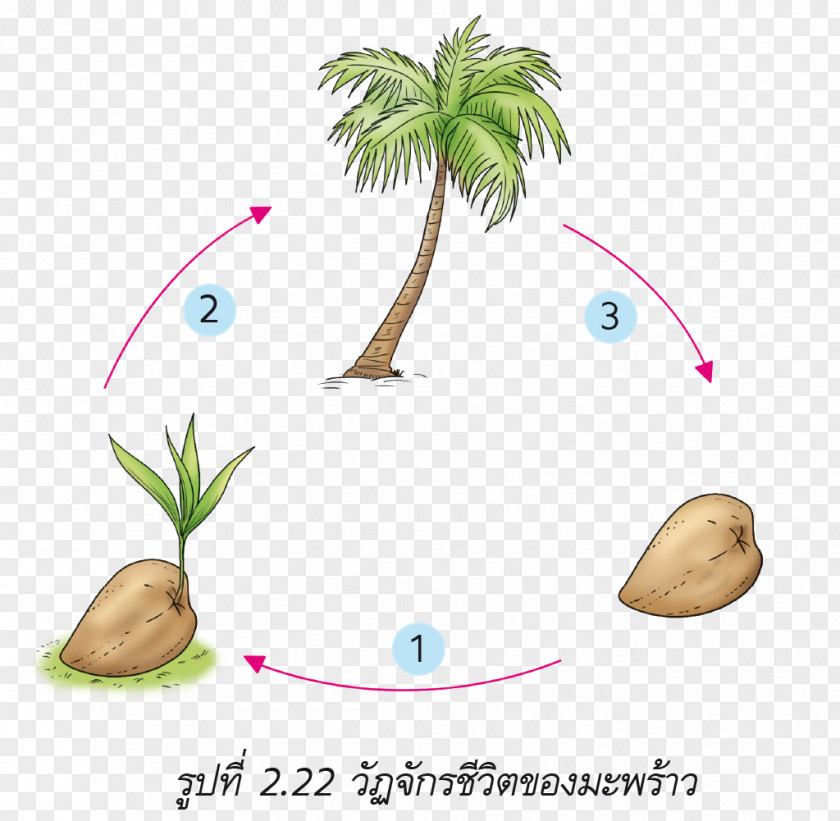 Butterfly Flowering Plant Sexual Reproduction PNG plant reproduction, ต้นมะพร้าว clipart PNG