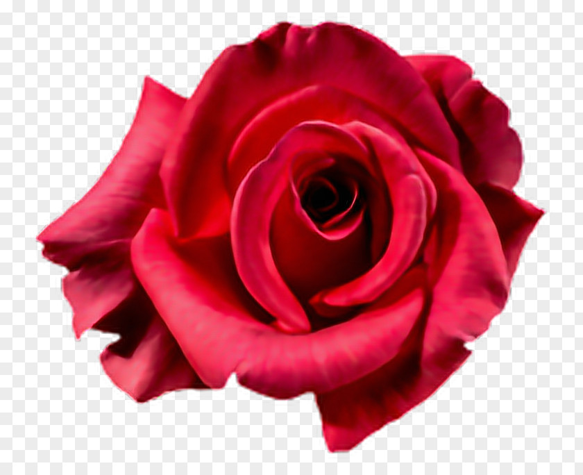 Flower Garden Roses Bouquet Cabbage Rose Clip Art PNG